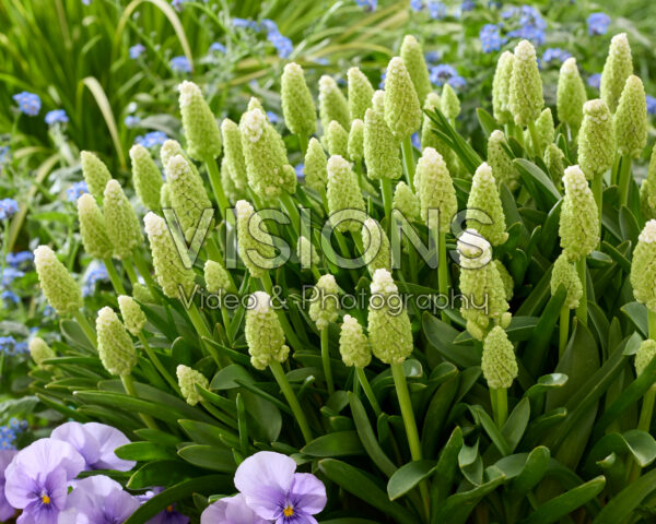 Muscari Lady Madonna