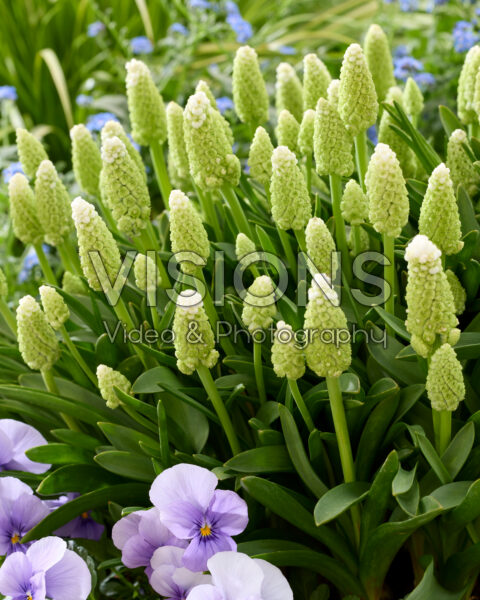 Muscari Lady Madonna Muscari Lady Madonna