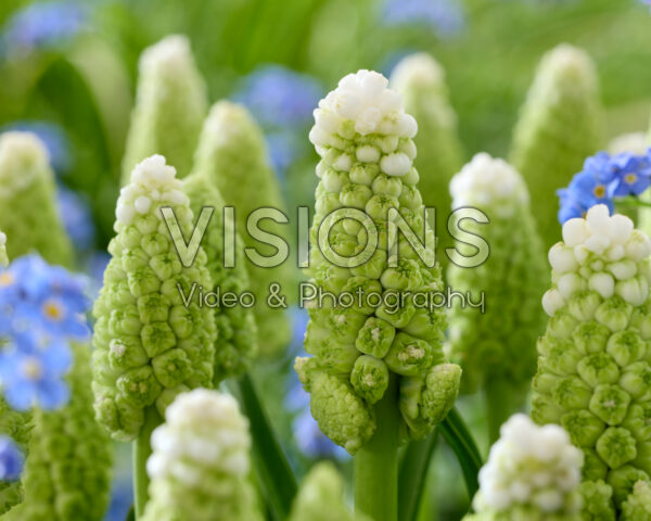 Muscari Lady Madonna