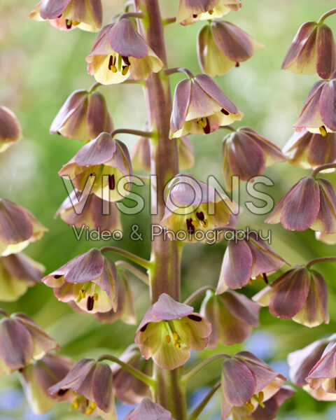 Fritillaria persica Magic Bells