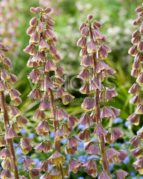 Fritillaria persica Magic Bells