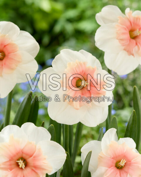 Narcissus BD6/11W-P