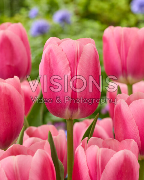 Tulipa Jetstream Tulipa Jetstream