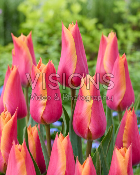 Tulipa Suzanne