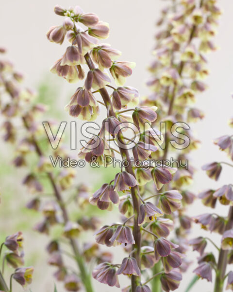 Fritillaria persica Magic Bells