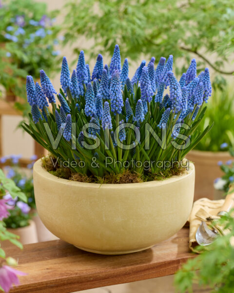 Muscari Blue Kisses Muscari Blue Kisses