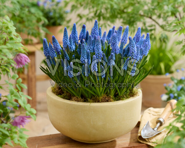 Muscari Blue Kisses
