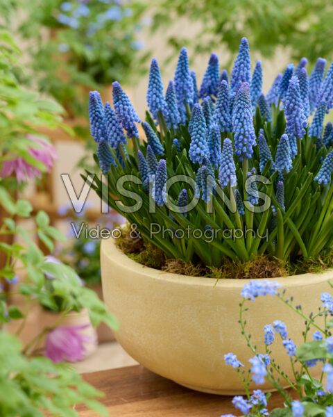 Muscari Blue Kisses