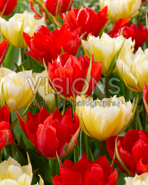 Tulipa Sweet Valley, Love Valley