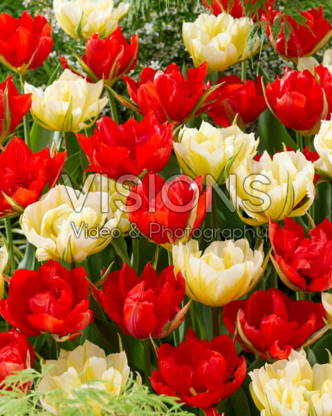 Tulipa Sweet Valley, Love Valley Tulipa Sweet Valley, Love Valley