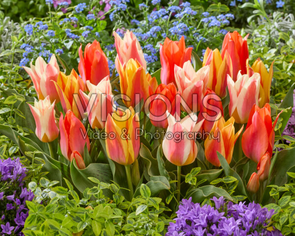 Tulipa Fun Colors mix