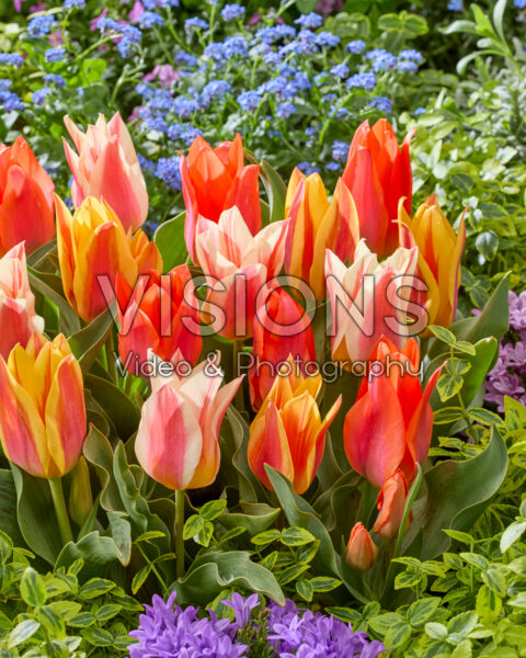 Tulipa Fun Colors mix