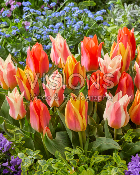 Tulipa Fun Colors mix