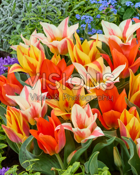 Tulipa Fun Colors mix Tulipa Fun Colors mix