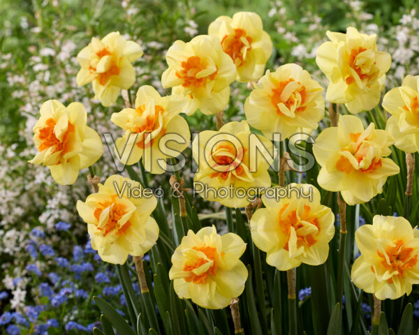 Narcissus Jaffauna