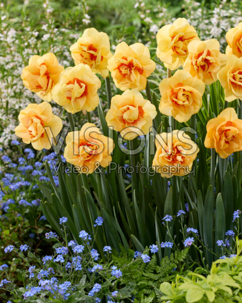 Narcissus Boaz