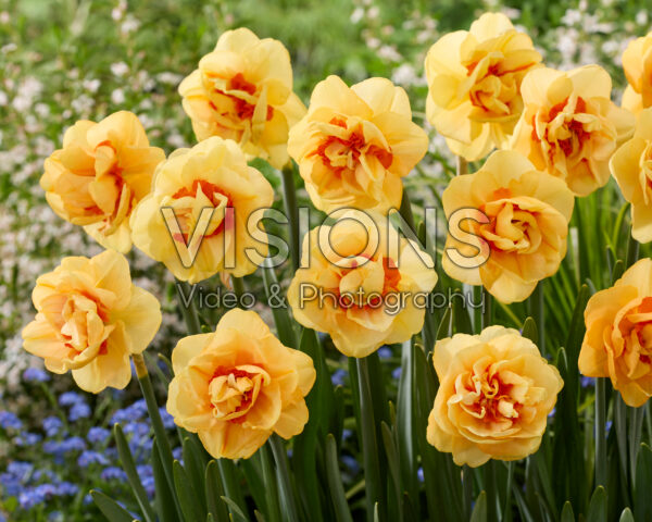 Narcissus Boaz