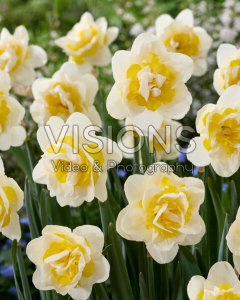 Narcissus Serena Lodge