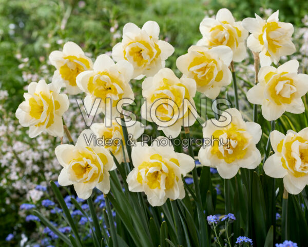 Narcissus Serena Lodge Narcissus Serena Lodge