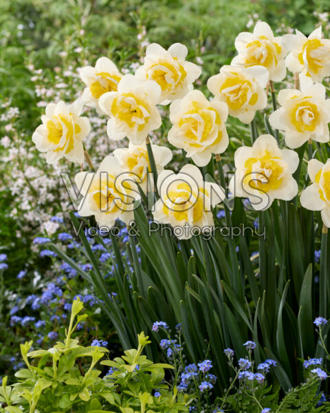 Narcissus Serena Lodge
