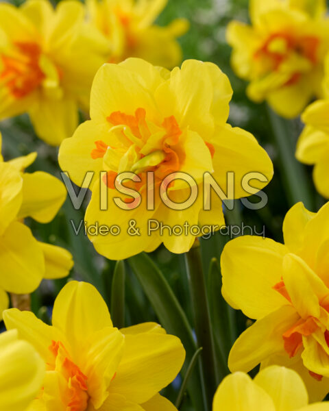 Narcissus Isha