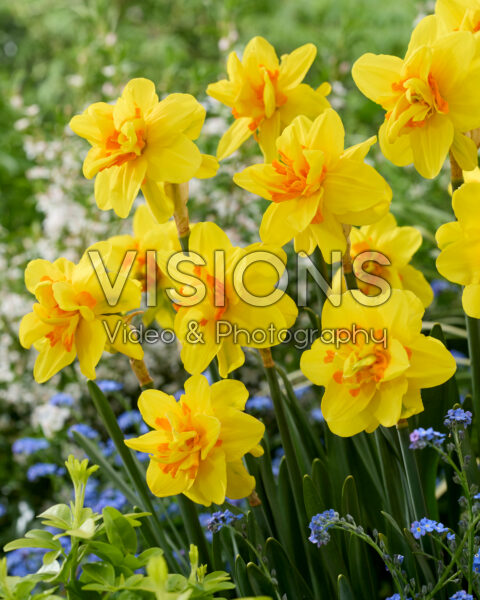 Narcissus Isha