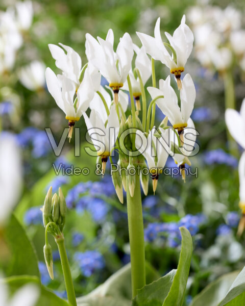 Dodecatheon meadia Album