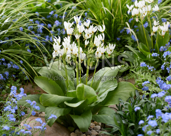 Dodecatheon meadia Album