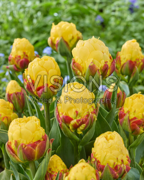 Tulipa Ice Cream Lemon
