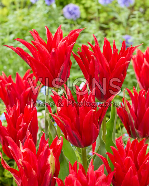 Tulipa Red Spider