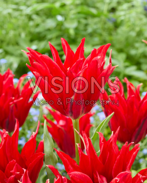 Tulipa Red Spider Tulipa Red Spider