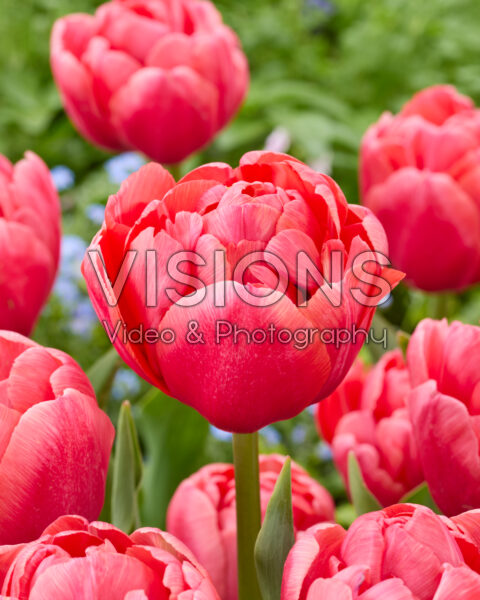 Tulipa Etched Salmon