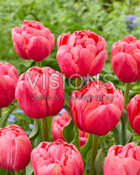 Tulipa Etched Salmon