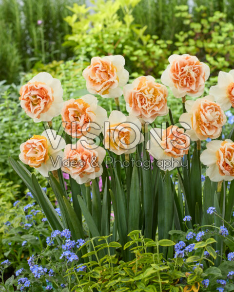 Narcissus Break Out