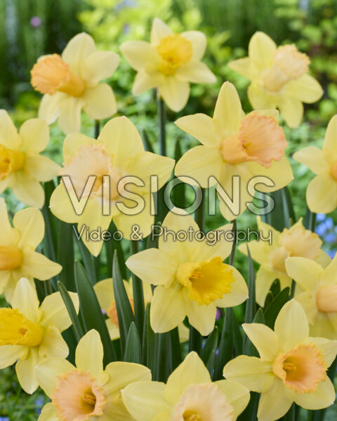 Narcissus Last Dance