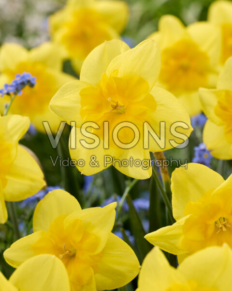 Narcissus Minnowlet