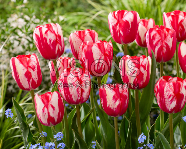 Tulipa Lady Waldorf Astoria