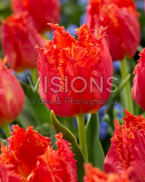 Tulipa Sound of Volendam