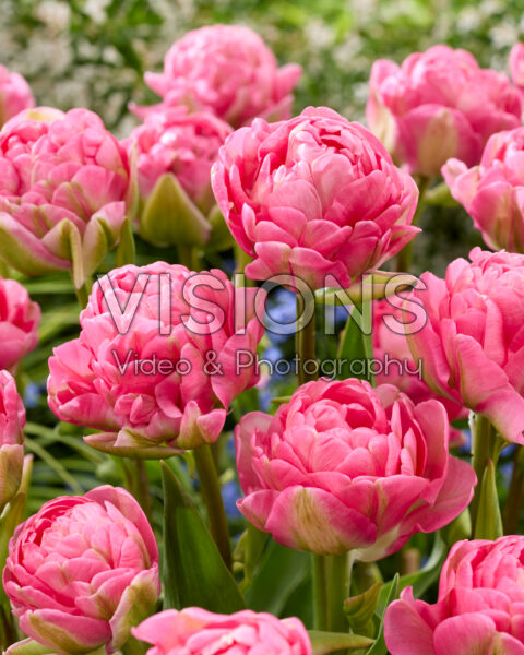 Tulipa Sugar Blush