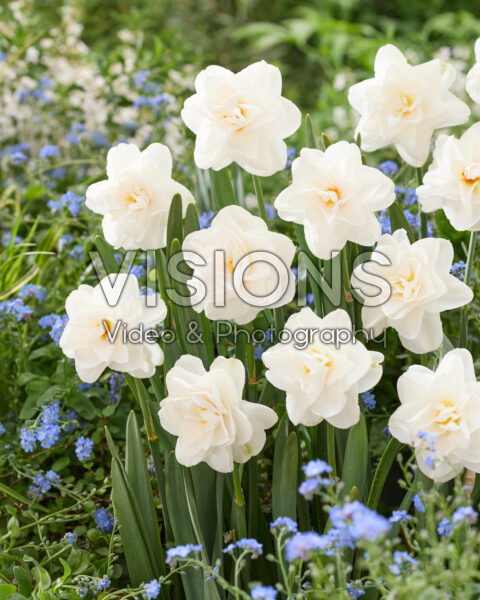 Narcissus Saint Clair