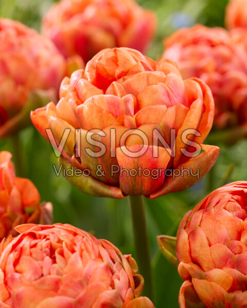 Tulipa orange hybrid