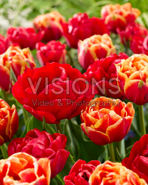 Tulipa Buis dubbel rood, Tulipa Buis Roge