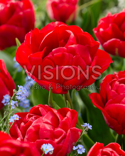 Tulipa Buis double red