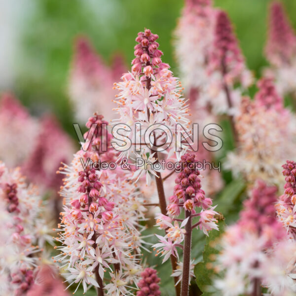 Tiarella Raspberry Sundae