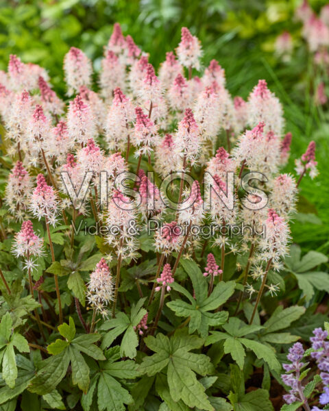 Tiarella Raspberry Sundae