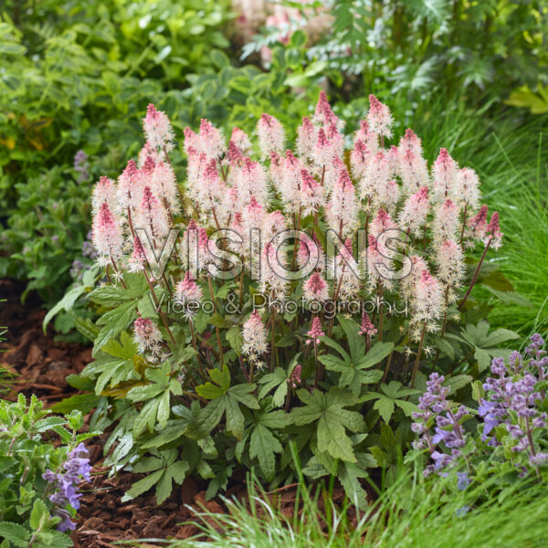 Tiarella Raspberry Sundae