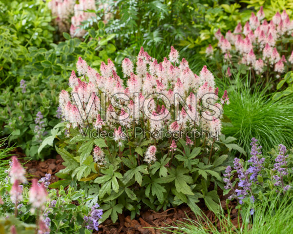 Tiarella Raspberry Sundae