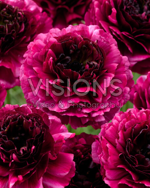 Ranunculus Brushmark Braga®