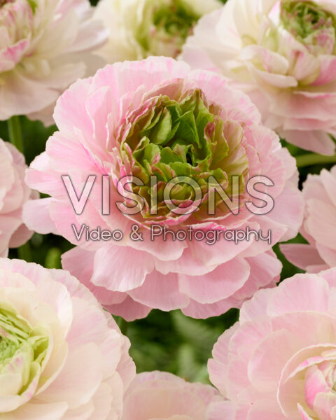 Ranunculus Koi Fish Seclin® Ranunculus Koi Fish Seclin®
