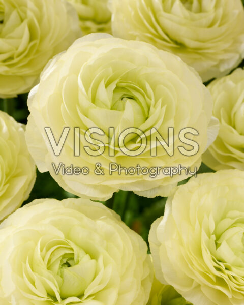 Ranunculus Romance™ Espalion®